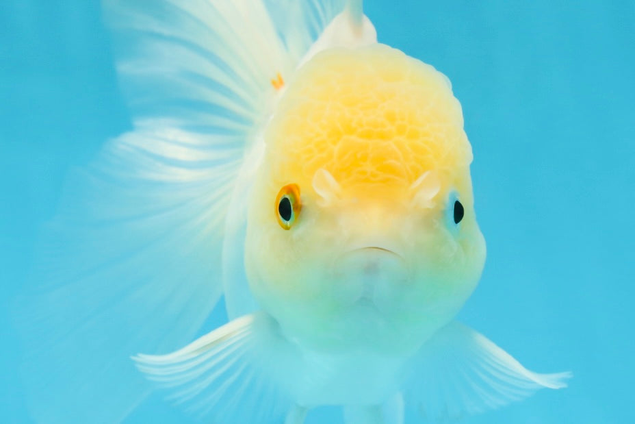 A Grade White Oranda Female 5.5 inches #062725OR_22