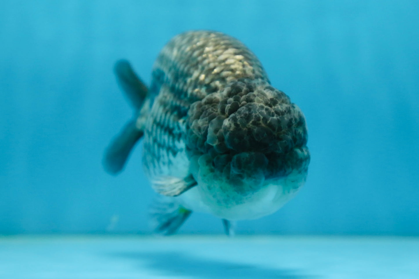 A Grade CHONKY Blue LionKing 5-5.5 inches #082925LC_17