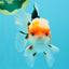 AAA Grade Tricolor Oranda Male 5.5 inches #030626OR_22
