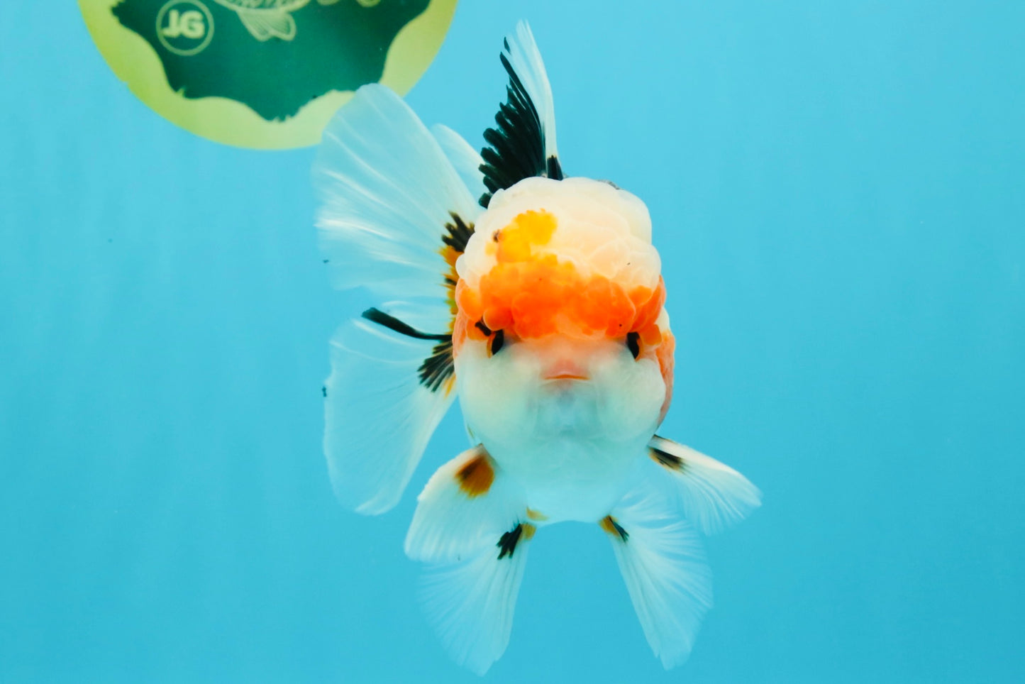 AAA Grade Tricolor Oranda Male 5.5 inches #030626OR_22