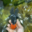 Tricolor Oranda Male 4.5-5 inches #053025OR_23