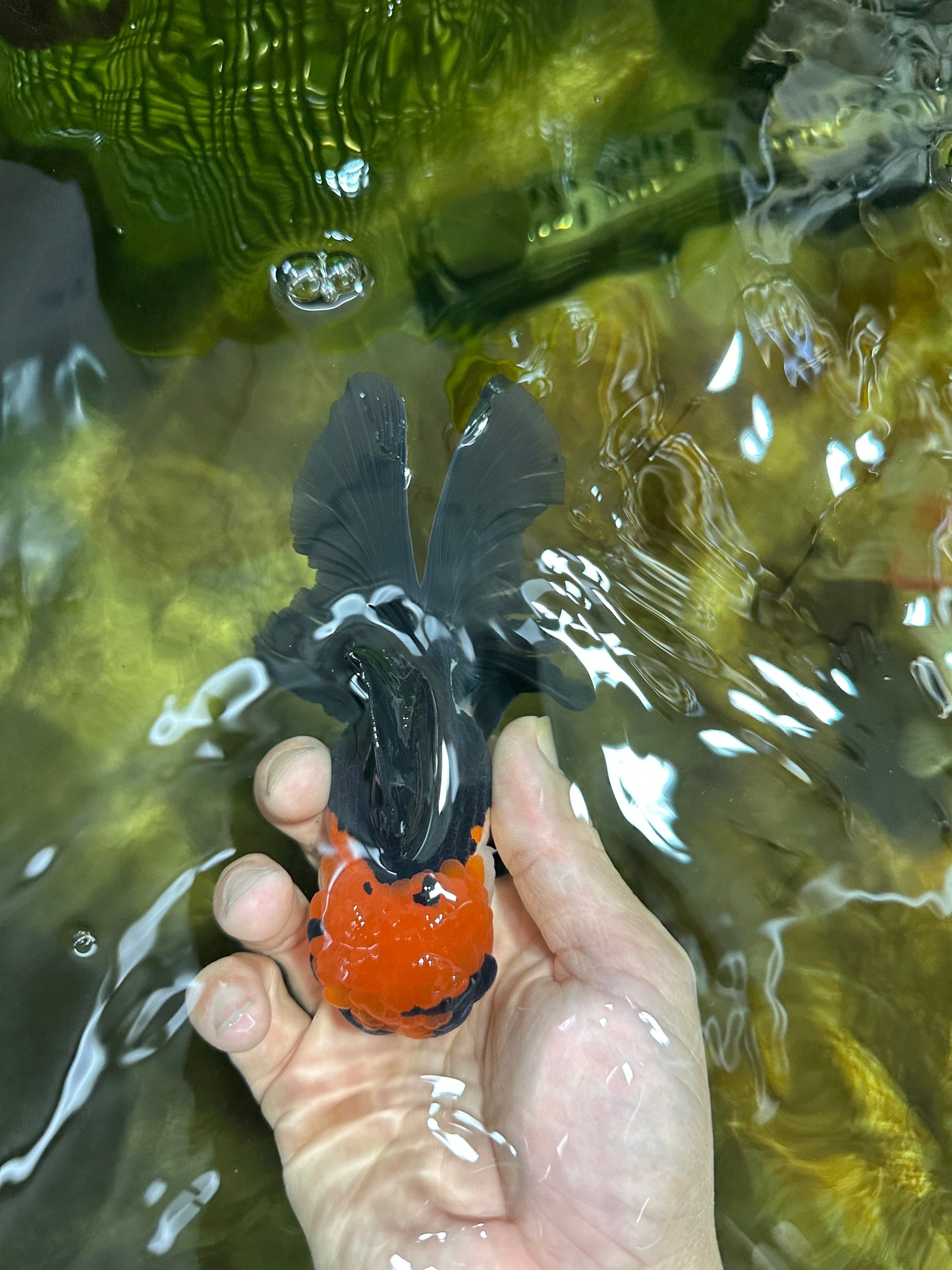 Tricolor Oranda Male 4.5-5 inches #053025OR_23