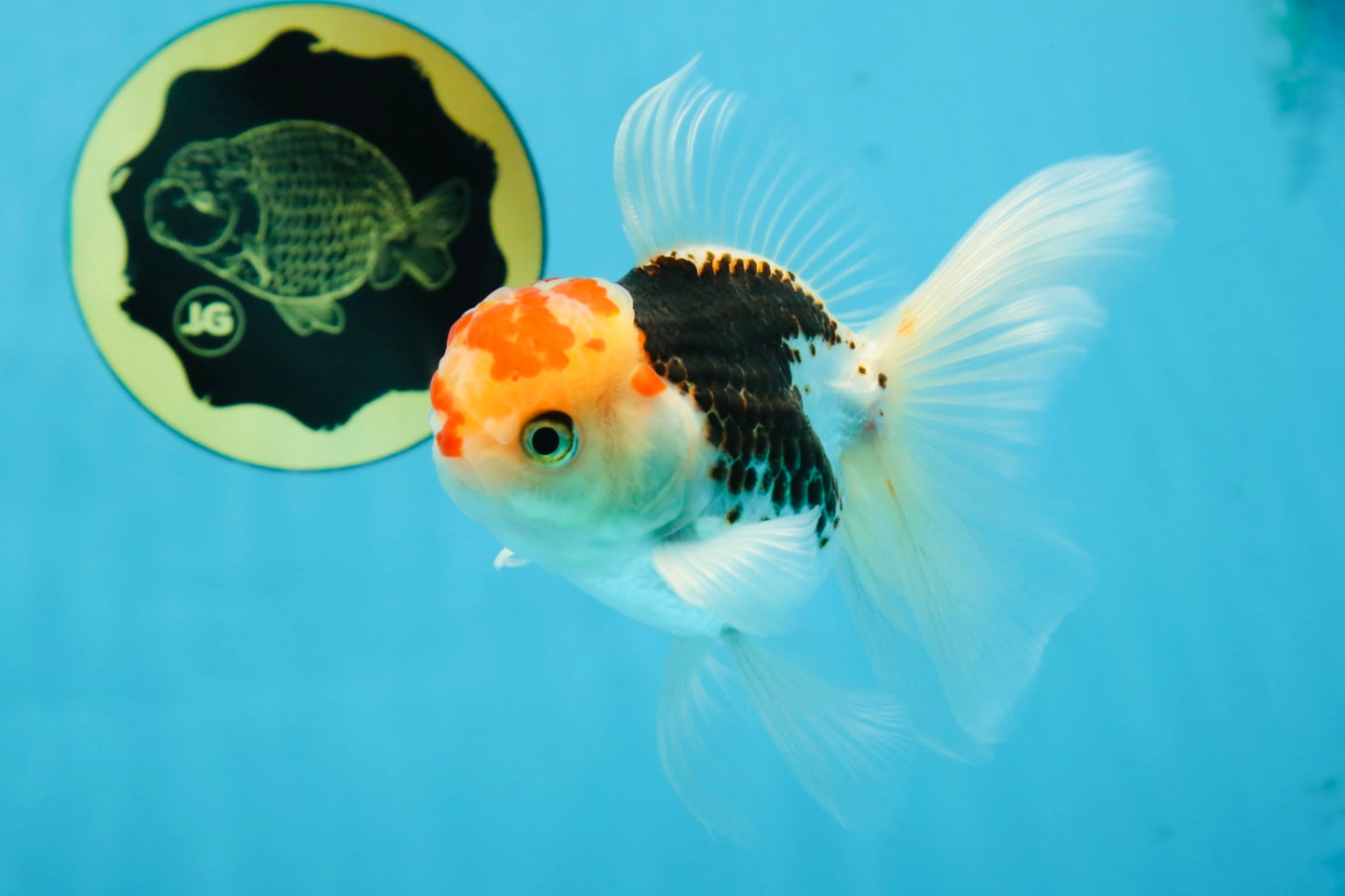 A Grade Young Tricolor Oranda Male 4.5 inches #061325_05