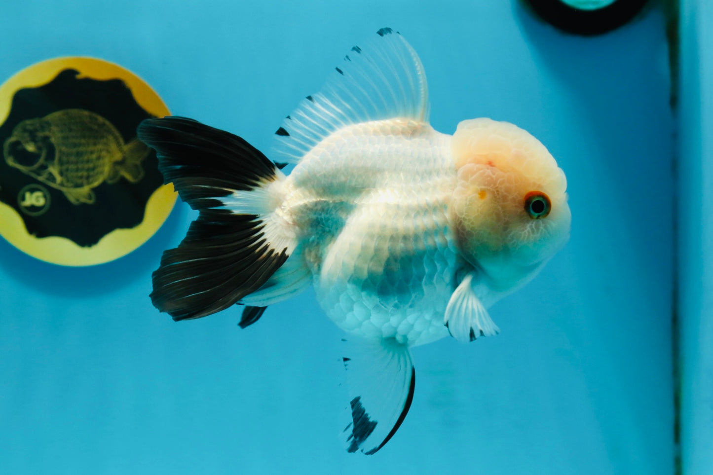 Panda Oranda Female 5 inches #120624OR_12