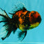 Tiger Oranda Male 6.5 inches #081426OR_02