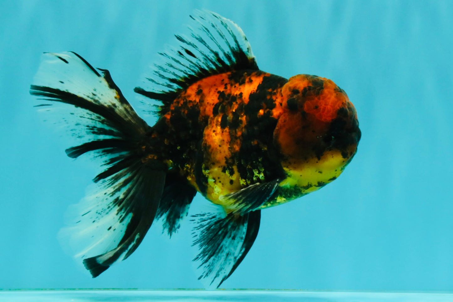 Tiger Oranda Male 6.5 inches #081426OR_02
