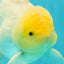 A Grade White Oranda Male 5.5 inches #101626OR_13