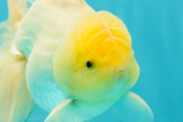A Grade White Oranda Male 5.5 inches #101626OR_13