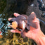 UNIQUE Panda Oranda Female 5-5.5 inches #041726OR_09