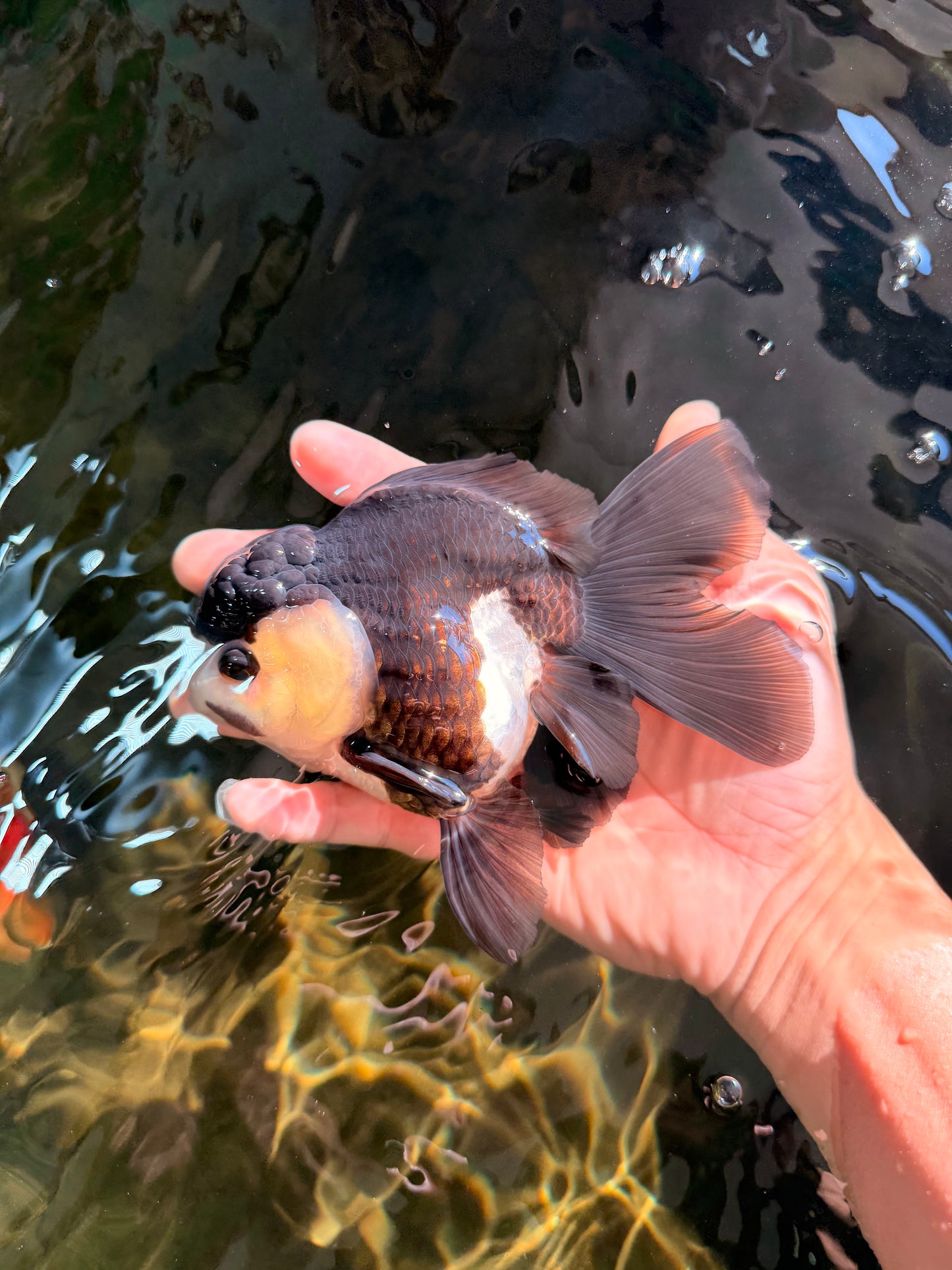 UNIQUE Panda Oranda Female 5-5.5 inches #041726OR_09