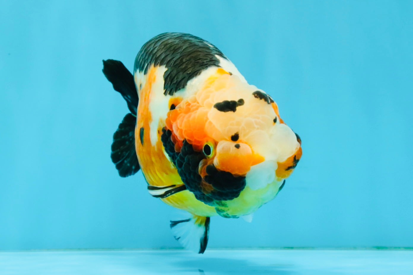 Chinese Tricolor Ranchu Male 5.5 inches #041026RC_20