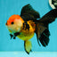 Tricolor Oranda Female 5.5 inches #111524OR_15