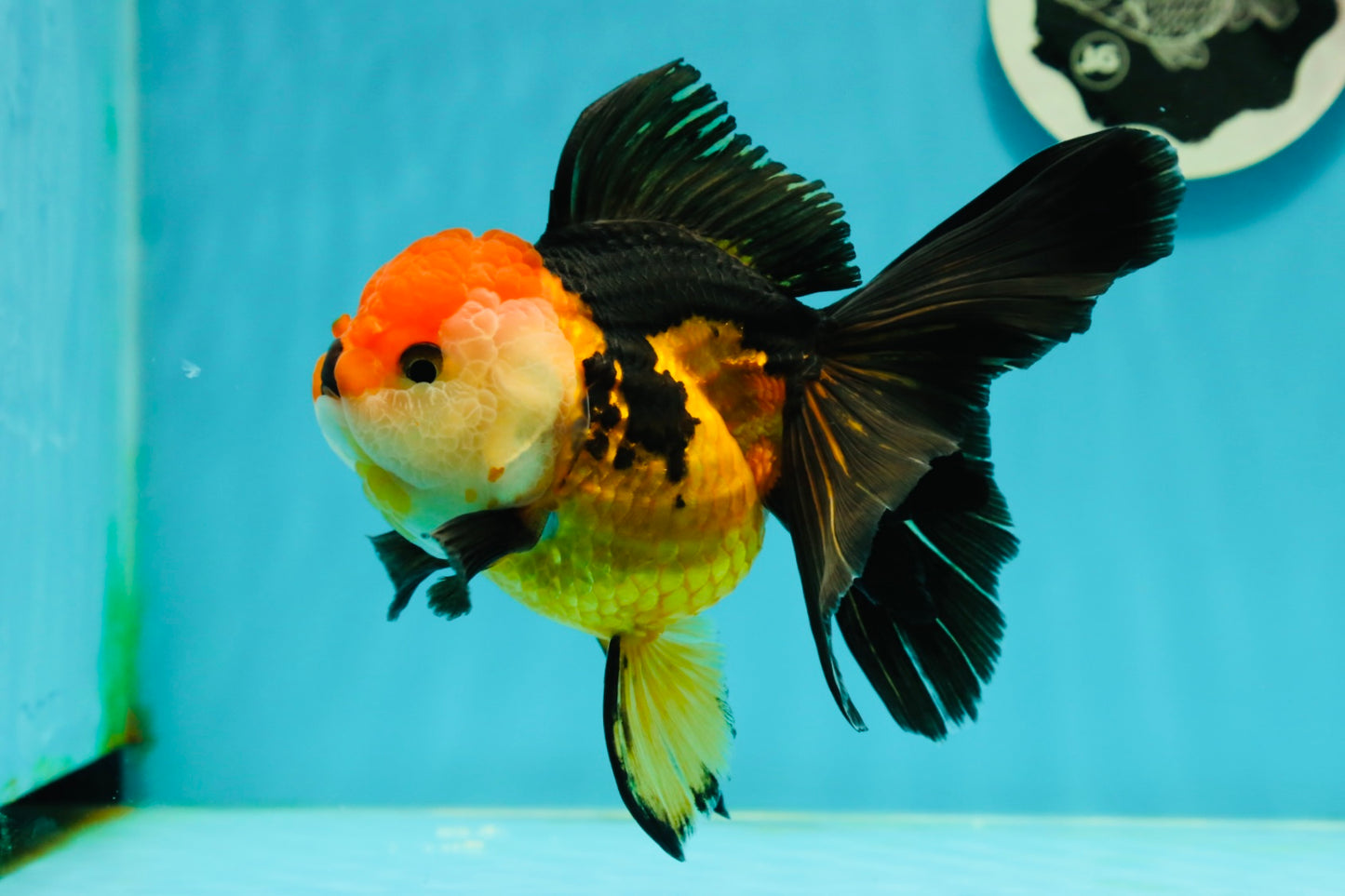 Tricolor Oranda Female 5.5 inches #111524OR_15