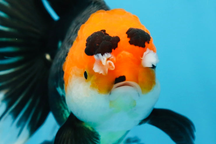 A Grade Tricolor Oranda Female 6.5 inches #090525OR_19