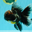 TOOTHLESS A Grade Kirin Oranda Male 6.5 inches #090426OR_01