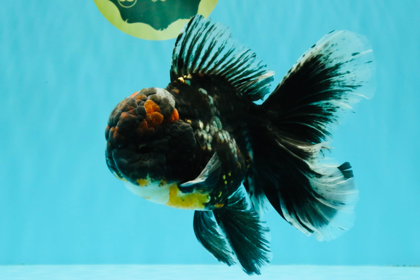 TOOTHLESS A Grade Kirin Oranda Male 6.5 inches #090426OR_01