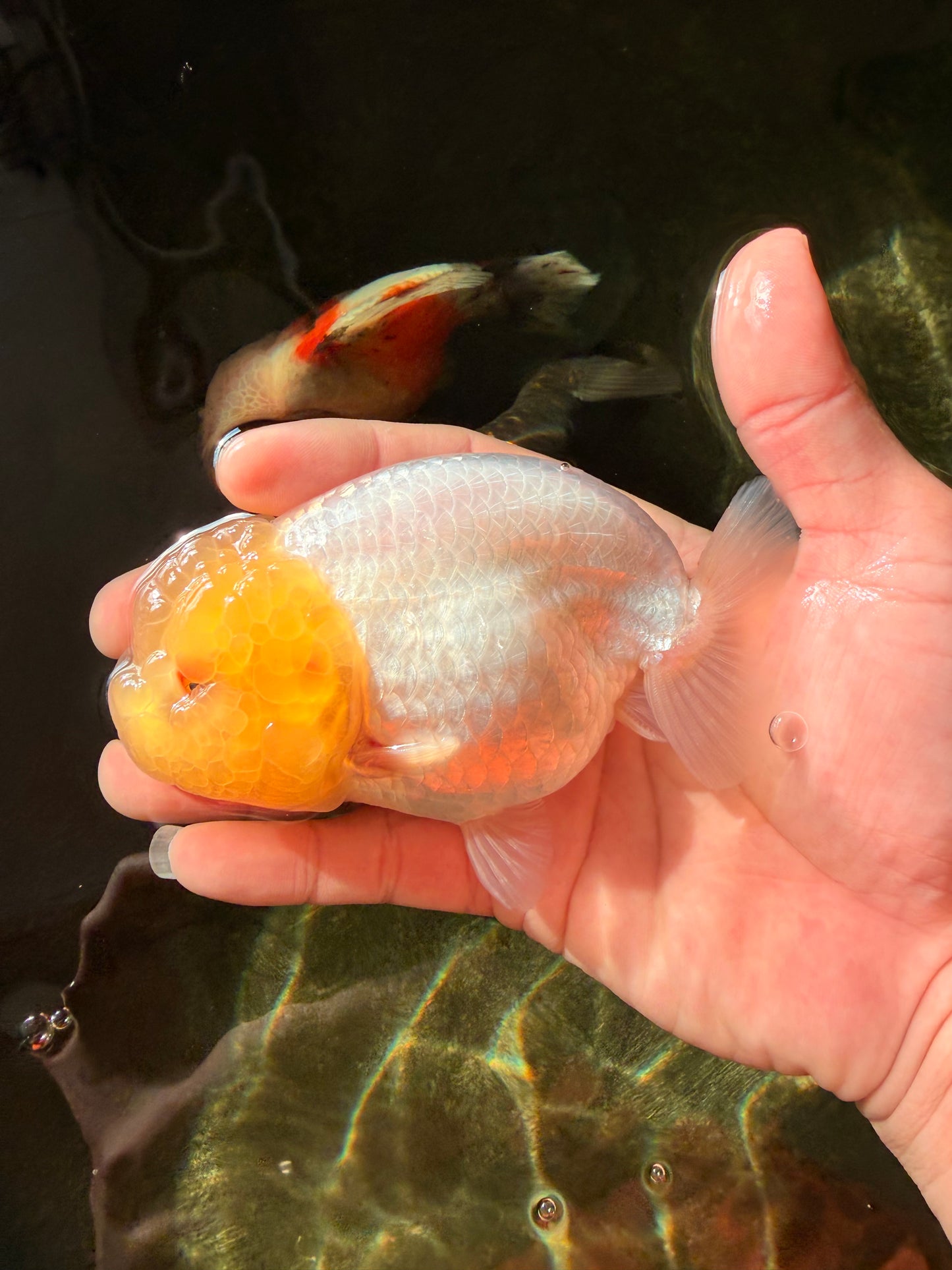 SUNNY AAA Grade Red White LionQueen 4.5 inches #032726LC_15