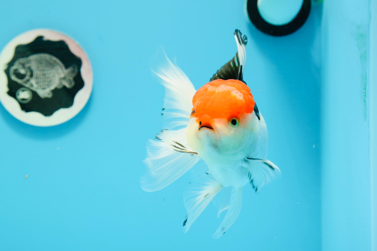 A Grade Cherry Head Tricolor Oranda Female 5-5.5 inches #0614OR_20