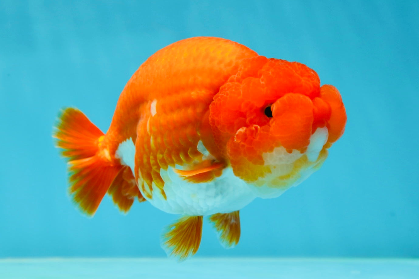 AAA Grade Cherry Red White LionQueen 5 inches #050925LC_16