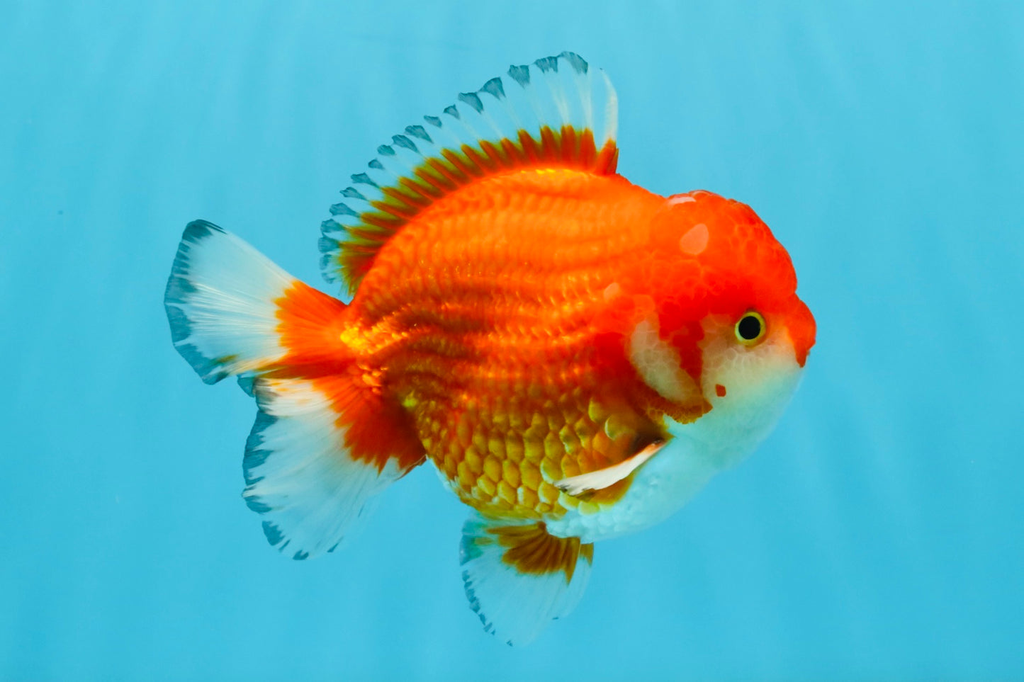 SPECIAL AAA Grade Red White Yuanbao Male 5-5.5 inches #032726YB_02