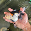 A Grade Tricolor Oranda Female 5-5.5 inches #081525OR_29