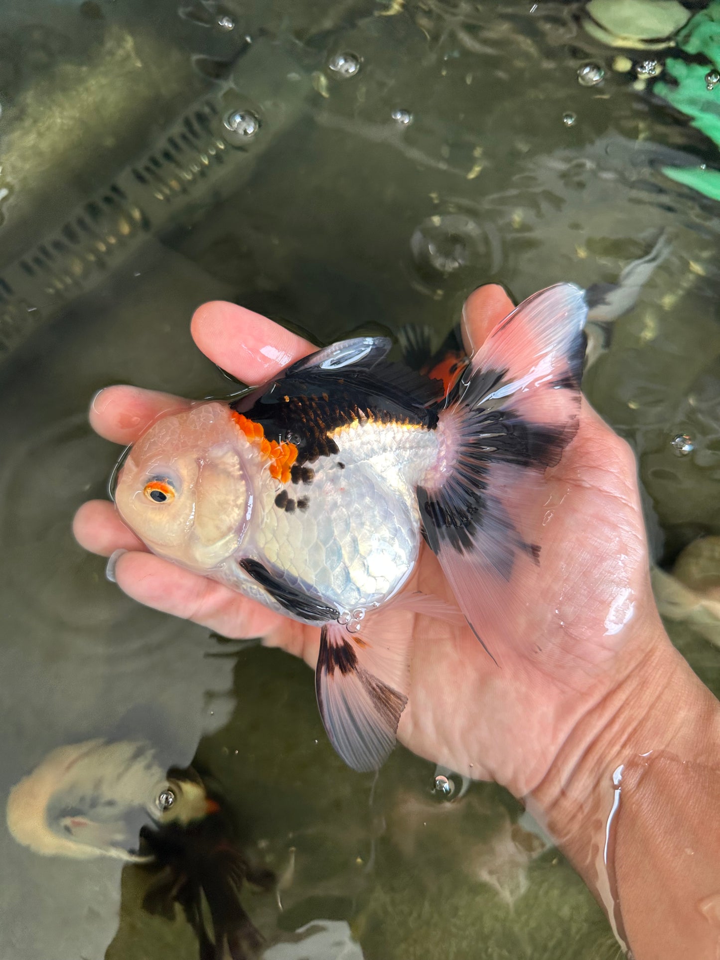 A Grade Tricolor Oranda Female 5-5.5 inches #081525OR_29
