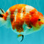 UNIQUE AAA Grade Super Kohaku Sakura LionKing 5-5.5 inches #092526LC_18