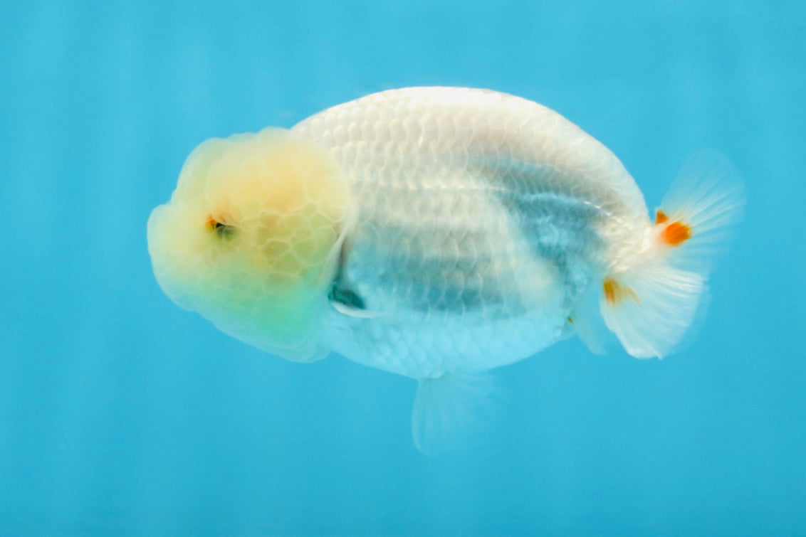 White Lionchu Female 3.5 inches #103125LC_23