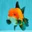 CHUBBY AAA Grade Apache Oranda Male 5 inches #082826OR_10
