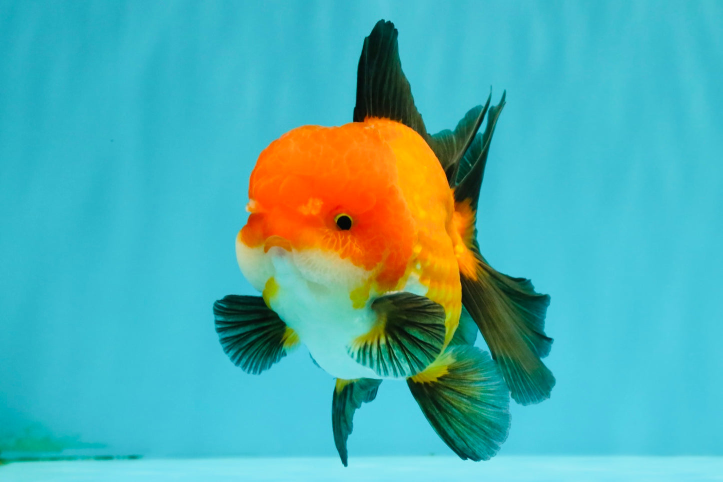 CHUBBY AAA Grade Apache Oranda Male 5 inches #082826OR_10