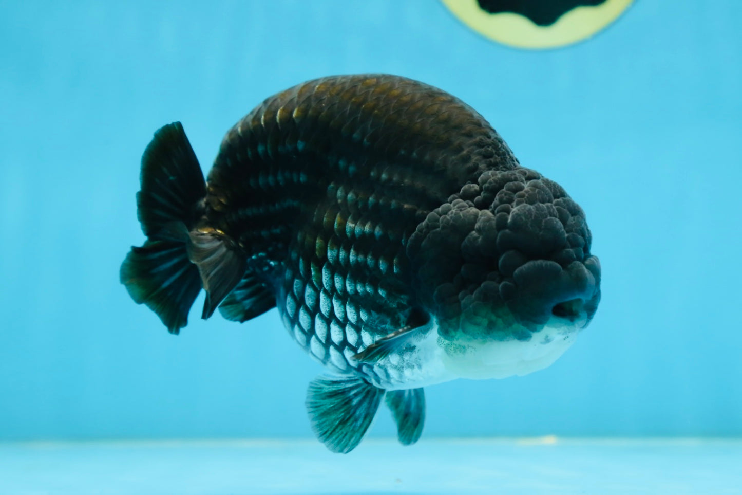 AAA Grade Black Blue LionKing 5.5 inches #082225LC_03