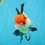 Tricolor Oranda Female 5-5.5 inches #041026OR_06