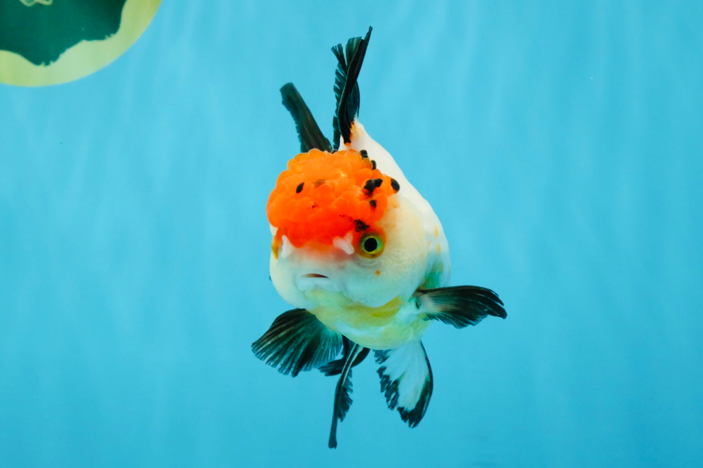 Tricolor Oranda Female 5-5.5 inches #041026OR_06