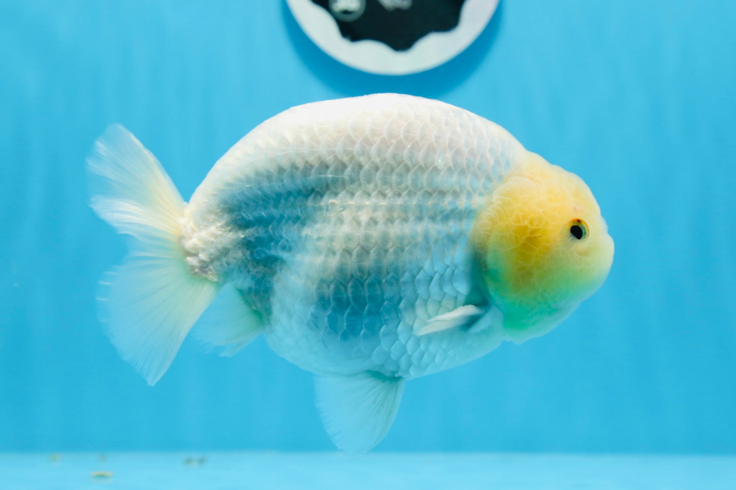 AAA Grade Lemonhead Strong Body Structure Ranchu Male 5.5 inches #0712RC_04