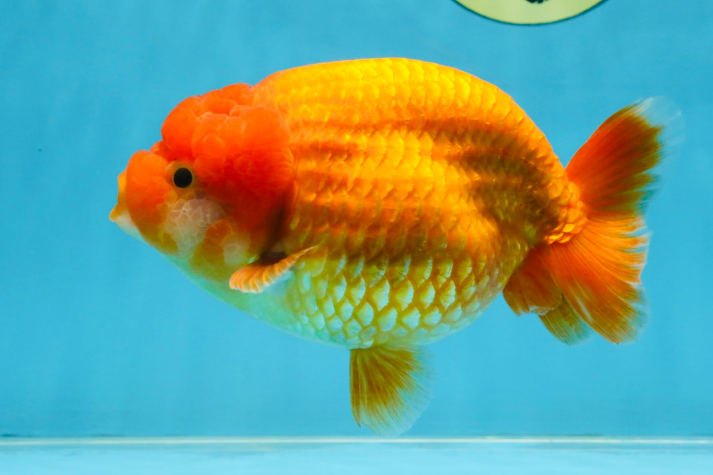 A Grade Red LionQueen 5.5-6 inches #112125LC_04