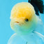 Panda Lemonhead Button Eyes Oranda Male 4.5-5 inches #0830OR_27