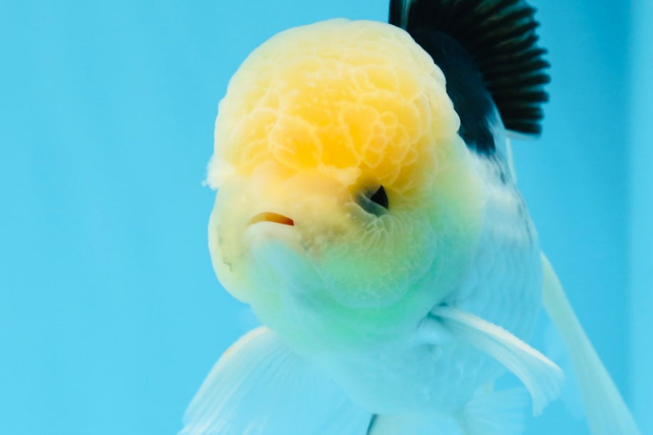 Panda Lemonhead Button Eyes Oranda Male 4.5-5 inches #0830OR_27