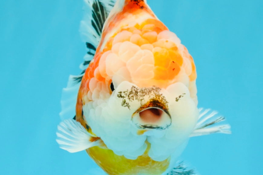 A Grade Sakura Yuanbao Female 5.5 inches #041026YB_24