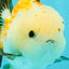 A Grade Tricolor Yuanbao Male 4.5-5 inches #082126YB_24