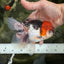 A Grade Tricolor Oranda Male 5.5 inches #060625OR_19