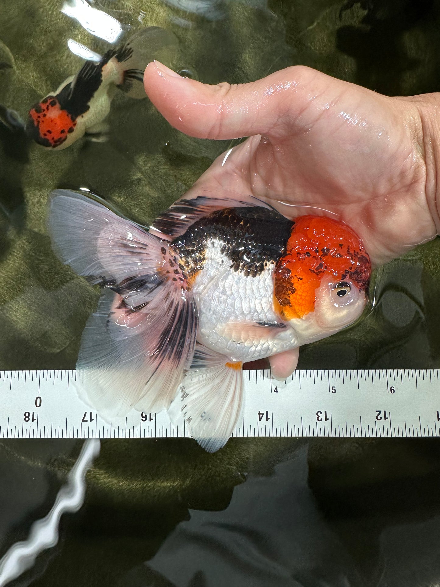 A Grade Tricolor Oranda Male 5.5 inches #060625OR_19
