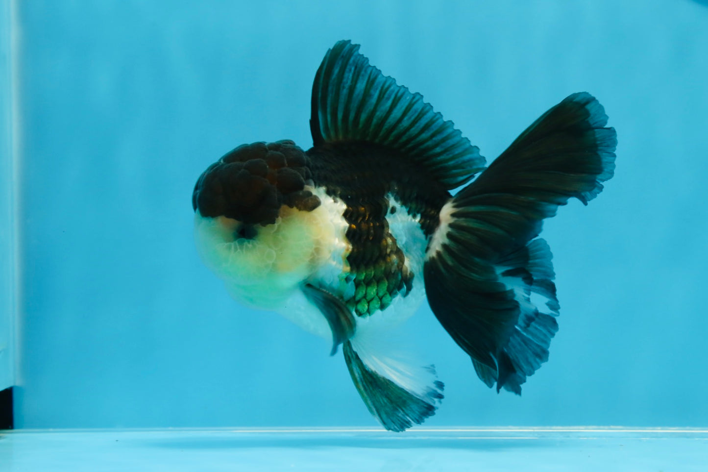 Panda Oranda mâle de qualité AAA 4,5-5 pouces #0906OR_33