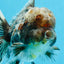 AAA Grade JUMBO Godzilla Kirin Oranda Male 5.5-6 inches #101725OR_24
