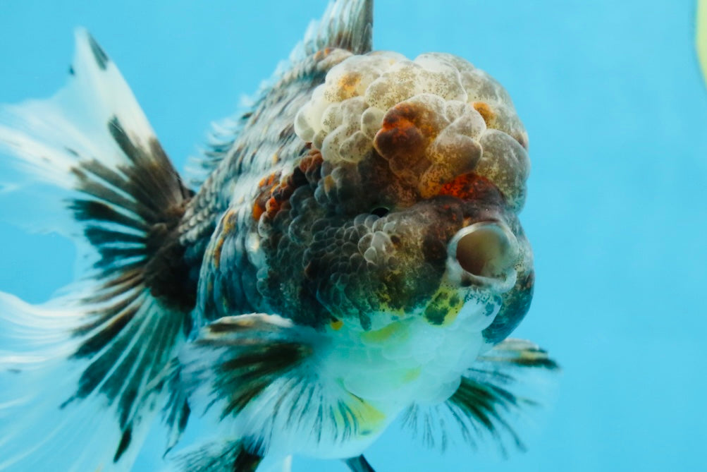 AAA Grade JUMBO Godzilla Kirin Oranda Male 5.5-6 inches #101725OR_24