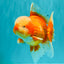 A Grade Red White Oranda Male 6 inches #100926OR_22