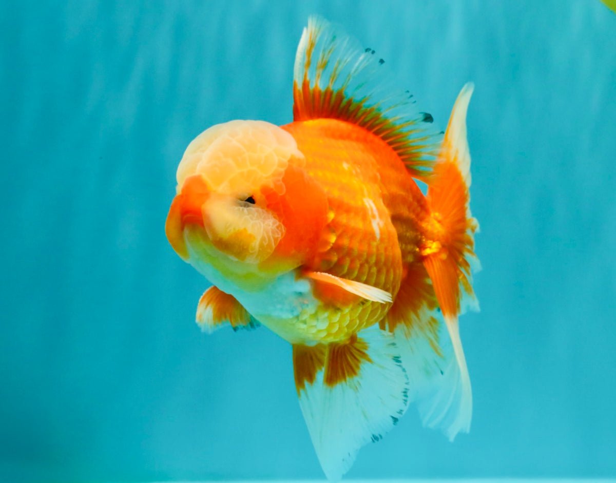 A Grade Red White Oranda Male 6 inches #100926OR_22