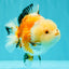 A Grade Tricolor Yuanbao Female 5-5.5 inches #061926YB_31