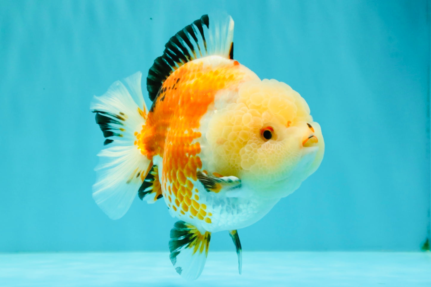 A Grade Tricolor Yuanbao Female 5-5.5 inches #061926YB_31