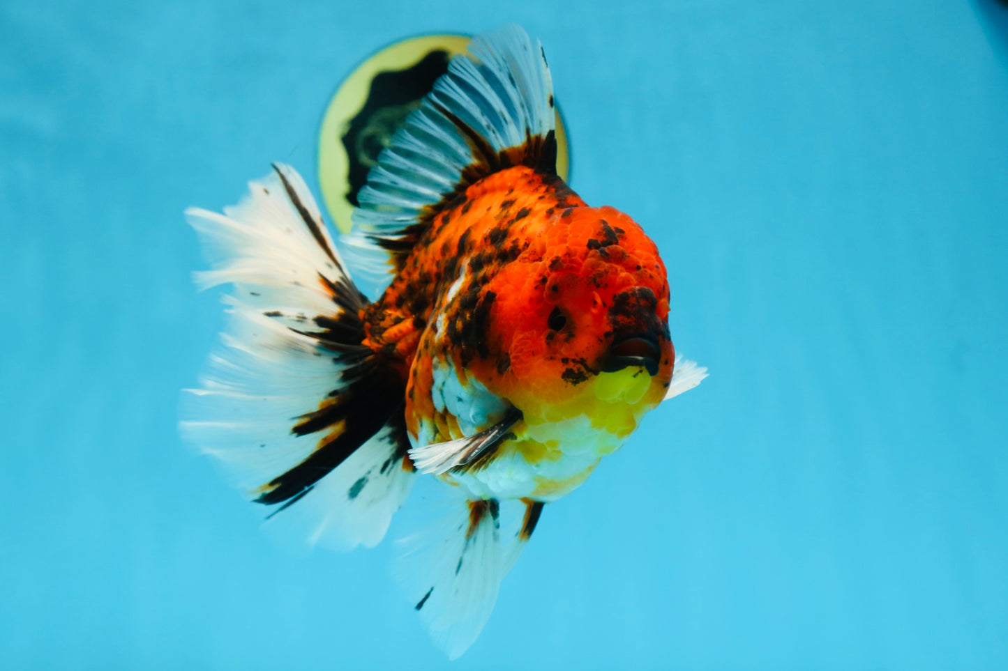 AAA Grade Young Godzilla Tiger Oranda Male 6 inches #080125OR_11