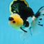 AAA Grade Panda Button Eyes Oranda Male 5-5.5 inches #080125OR_22